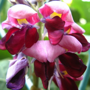 pueraria lobata