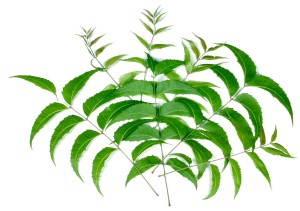 neem_leaves
