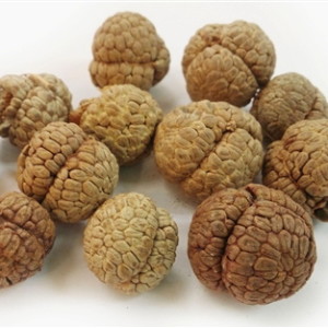 alpinia_katsumadai_seeds