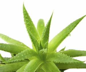 aloe vera