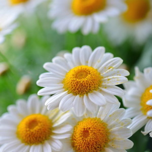 chamomile