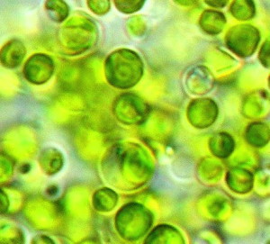 chlorella