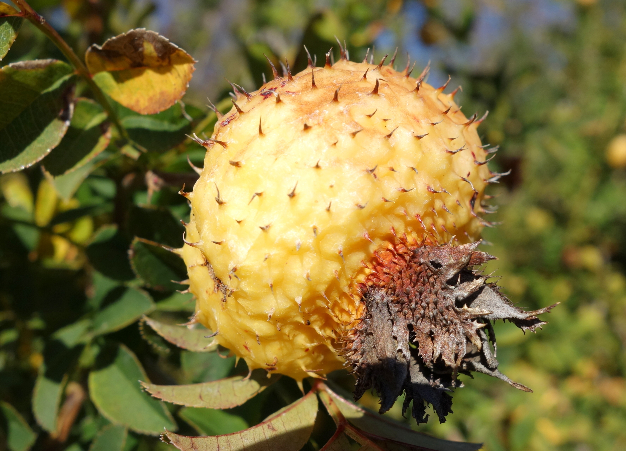 IZAYOI: The Latest in Anti-Aging