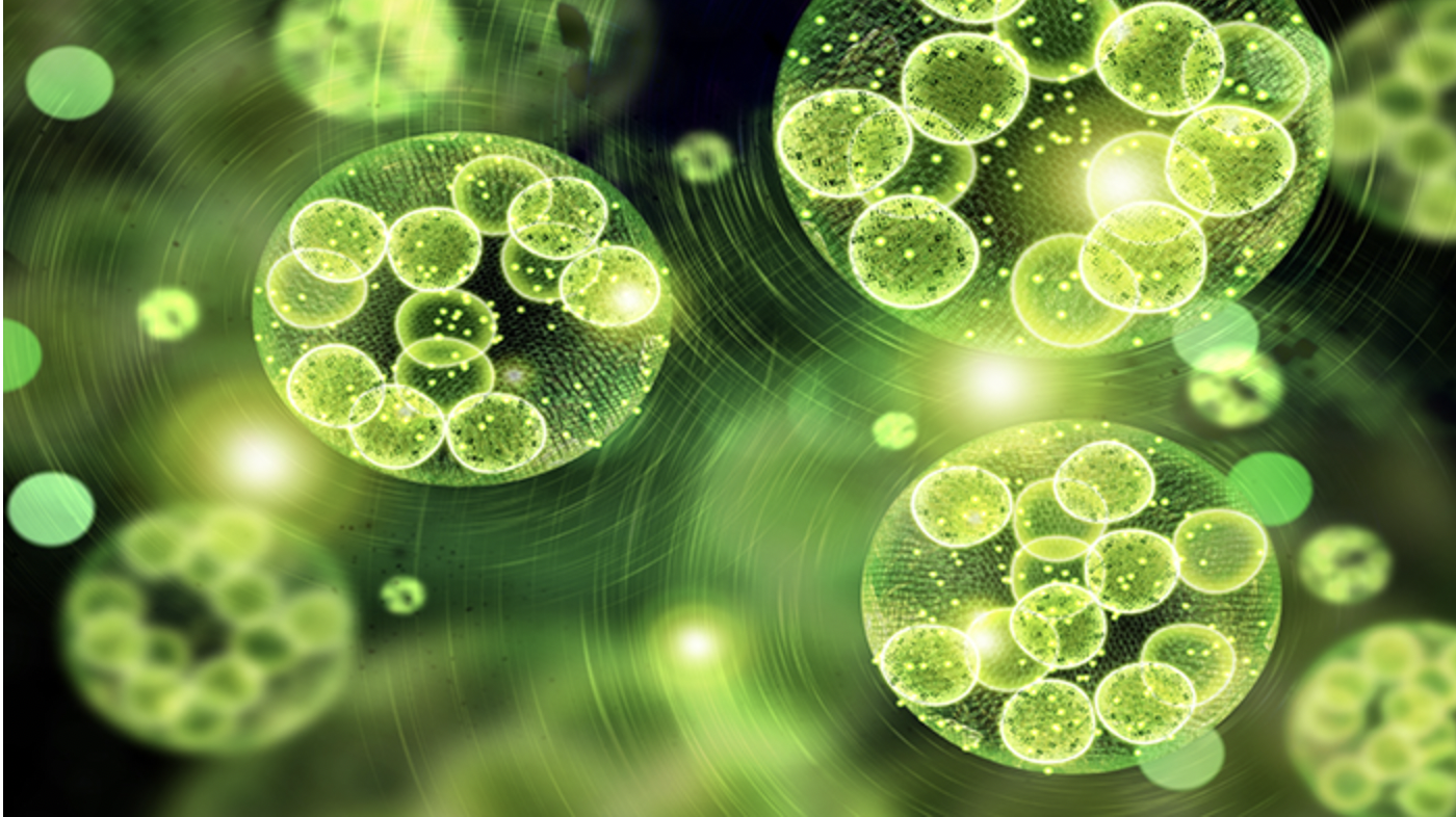 MICROALGAE BIOACTIVES for Cosmeceutical Applications: The Latest and Dominant Trend in the Cosmetic Industry!