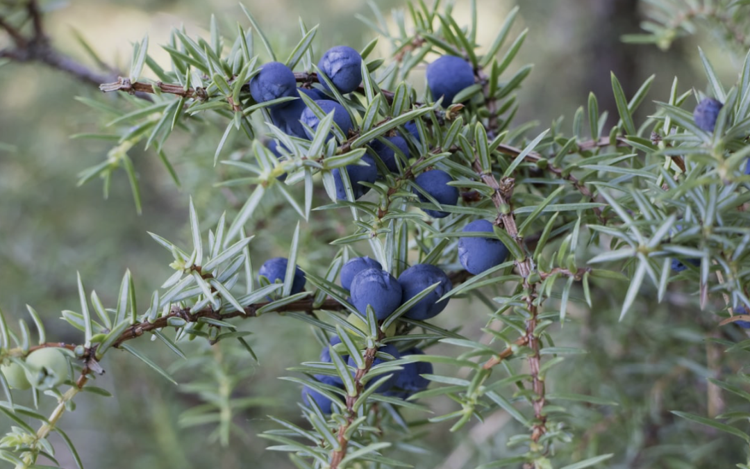 JuniperBright: True Skin Brightening