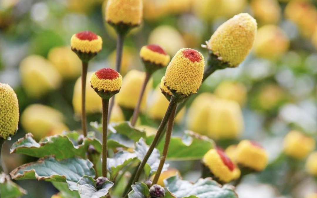 ACMEL-ACTIVE: Nature’s Botox