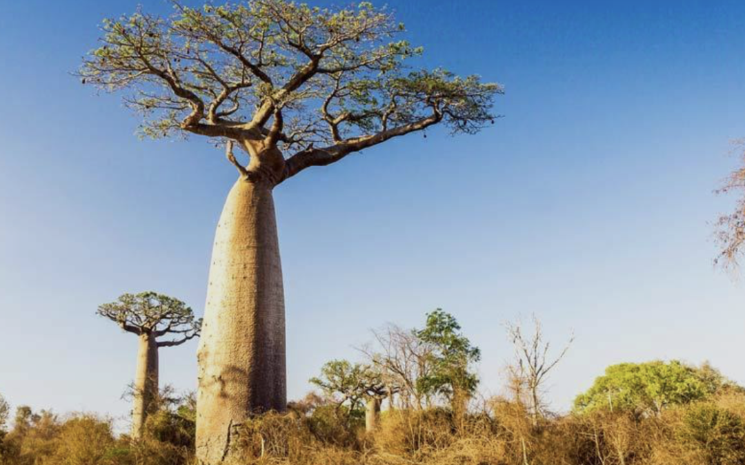 Bao-Active C – Extract of the Fruit of Africa’s Tree of Life