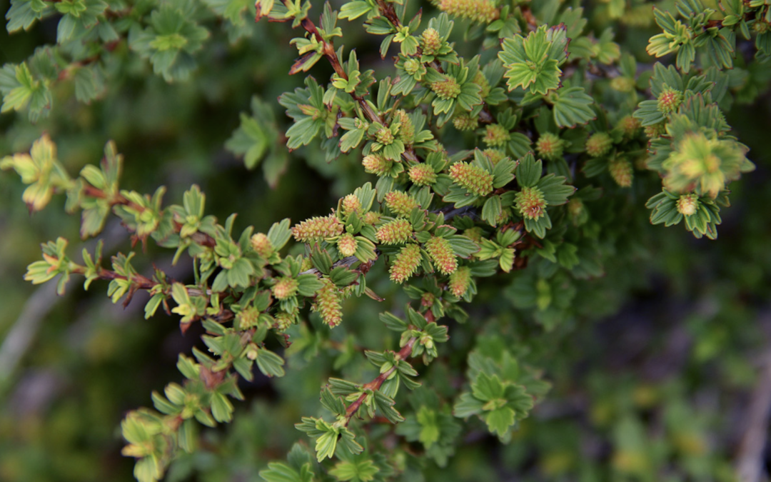 MYRAVIVE (Myrothamnus Flabellifolius) – The Resurrection Plant